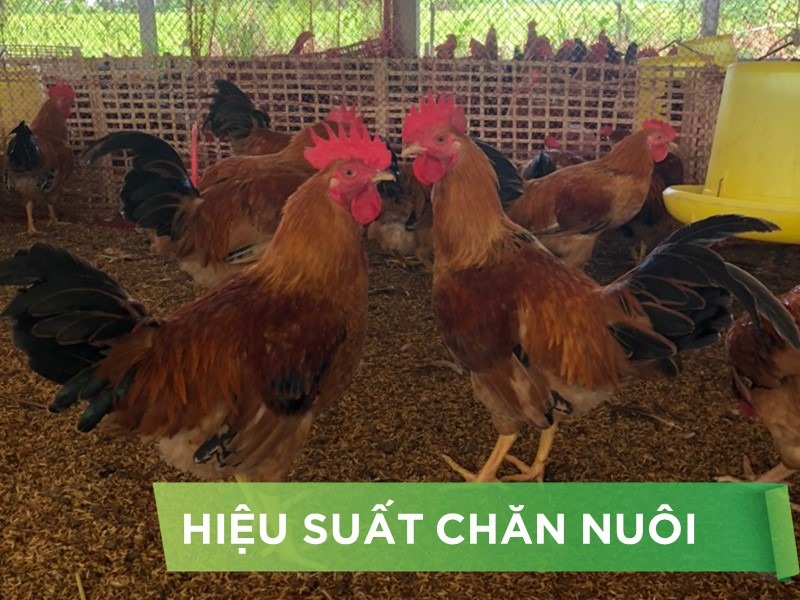 HIỆU SUẤT CHĂN NUÔI TRẠI GÀ THỊT - KHÁCH HÀNG HOÀNG LUẬN C2