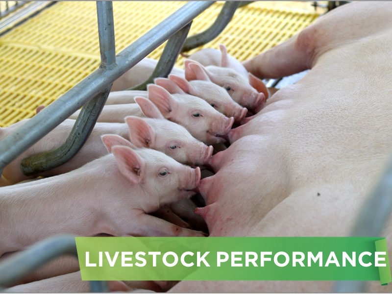LIVESTOCK PERFORMANCE- VAN PHUNG