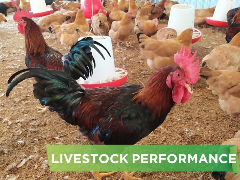 LIVESTOCK PERFORMANCE- MR.TUYEN