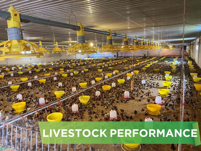 LIVESTOCK PERFORMANCE- MR TOAN PHU THO