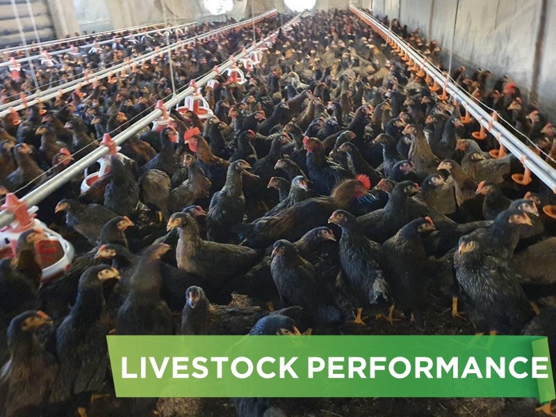 LIVESTOCK PERFORMANCE- MR 5 CL