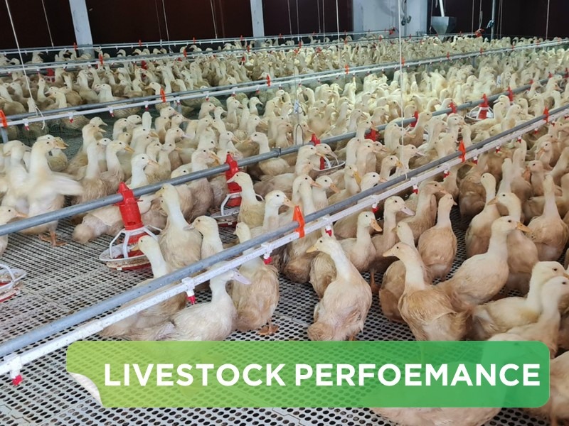 LIVESTOCK PERFORMANCE- TRAN PHUOC THANH