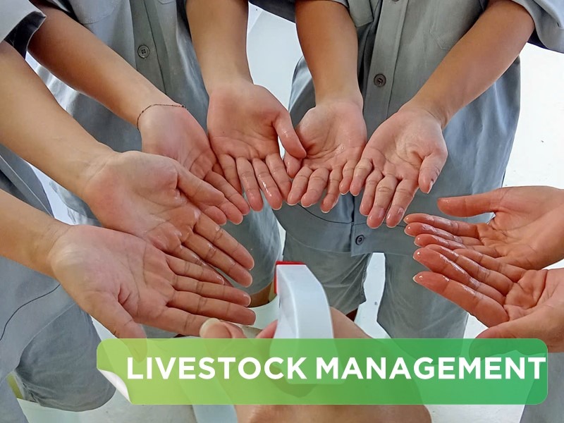 Biosecurity in Pig Farming: Effective Solutions to Protect Pig Herds