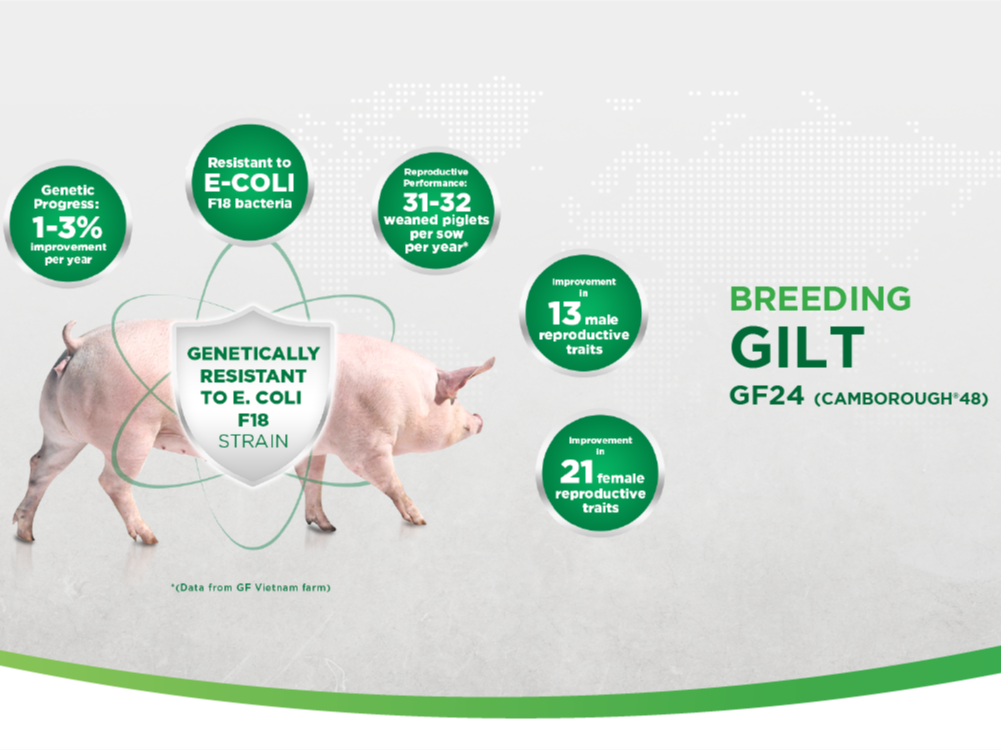 GREENFEED IS PROUD TO PROVIDE INTERNATIONAL STANDARD BREEDS, OPTIMIZE LIVESTOCK FARMING PRODUCTIVITY