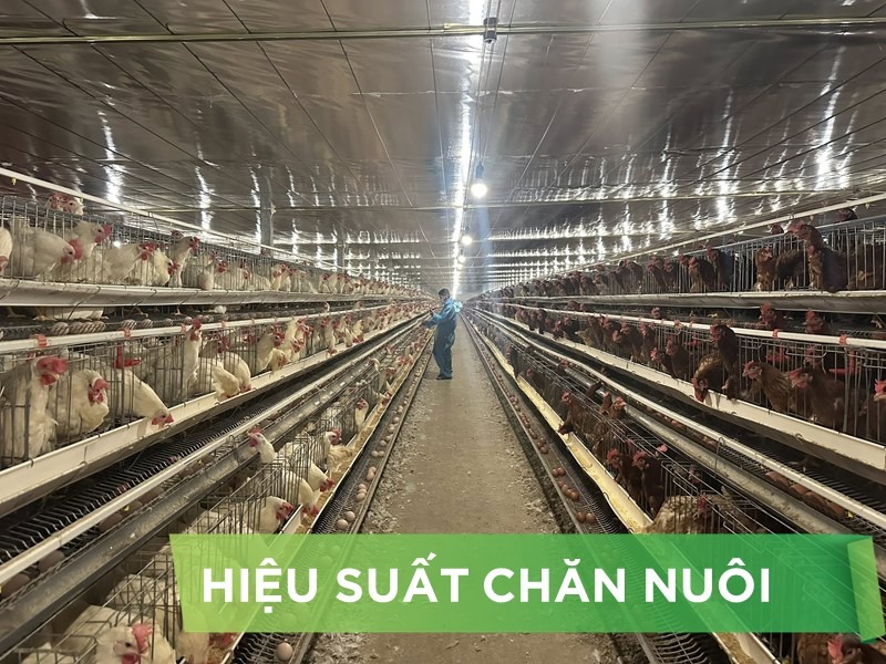 HIỆU SUẤT CHĂN NUÔI TRẠI GÀ- KHÁCH HÀNG ANH ĐOÀN CÔNG HIẾU 01