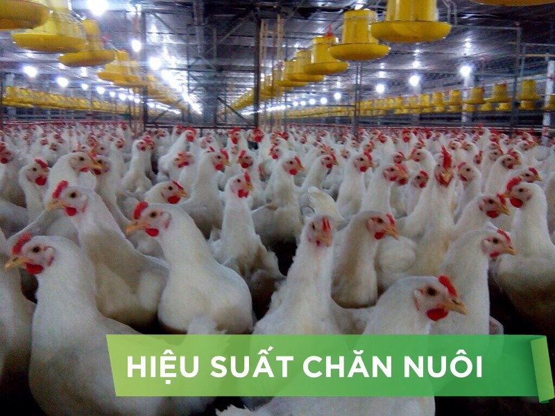 HIỆU SUẤT CHĂN NUÔI TRẠI GÀ- KHÁCH HÀNG LÊ THỊ THU 02