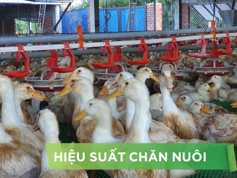 HIỆU SUẤT CHĂN NUÔI TRẠI VỊT- KHÁCH HÀNG NGUYỄN ĐĂNG HỒNG QUÂN