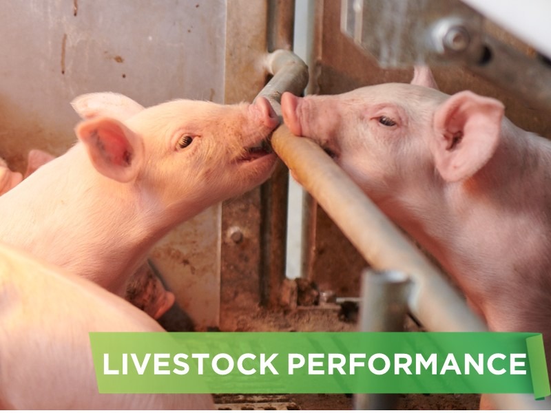 LIVESTOCK PERFORMANCE- KIEN TAM