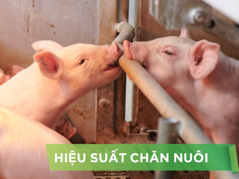 HIỆU SUẤT CHĂN NUÔI TRẠI HEO- KHÁCH HÀNG KIÊN TÂM
