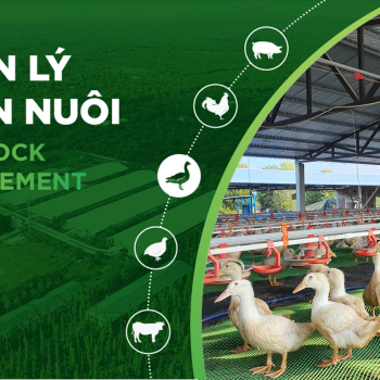 KỸ THUẬT CHĂN NUÔI VỊT ĐẺ CẢI THIỆN 20% NĂNG XUẤT CHĂN NUÔI