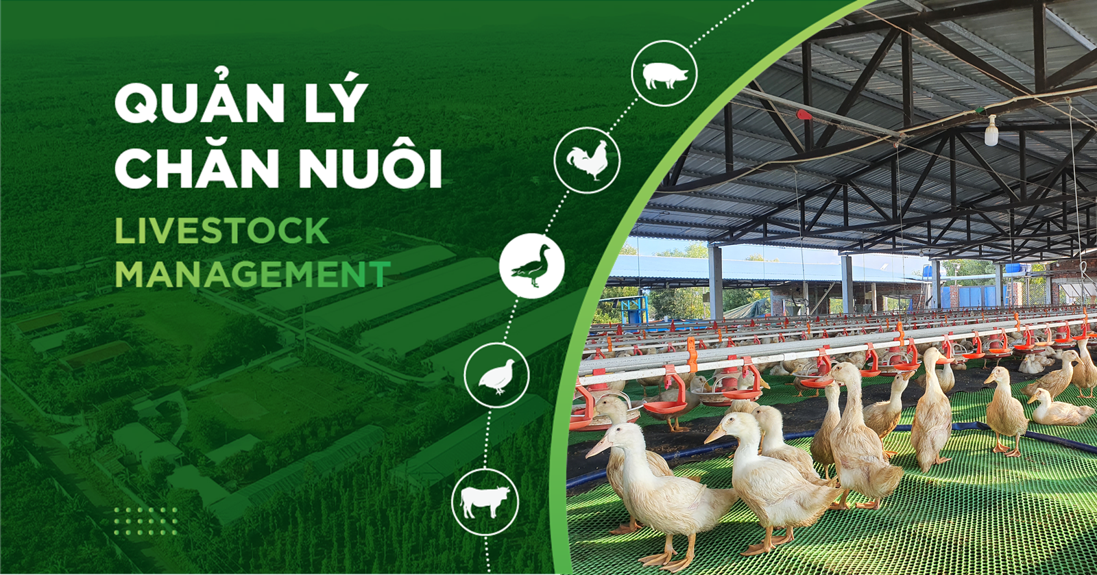 KỸ THUẬT CHĂN NUÔI VỊT ĐẺ CẢI THIỆN 20% NĂNG XUẤT CHĂN NUÔI