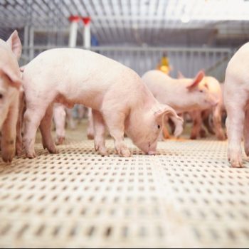 NGÀNH CHĂN NUÔI LỢN: TÁI CƠ CẤU, ĐI VÀO CHIỀU SÂU