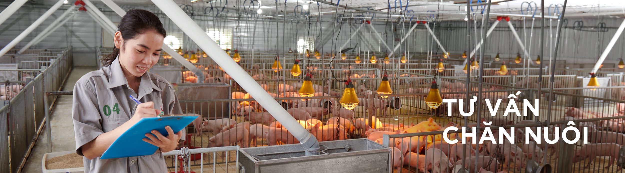 Tư vấn chăn nuôi