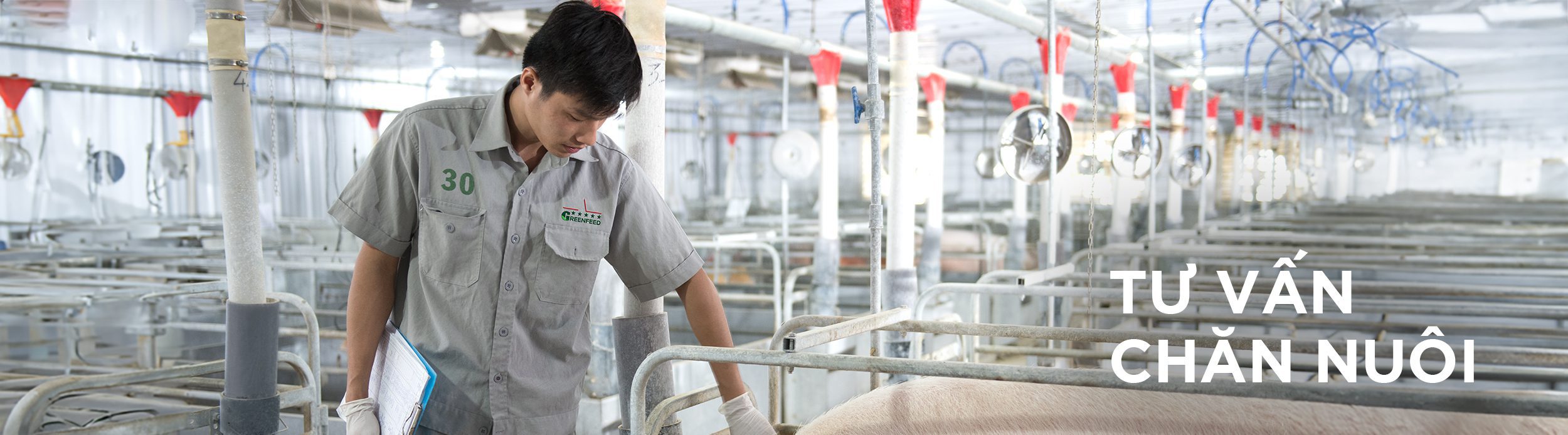 Tư vấn chăn nuôi