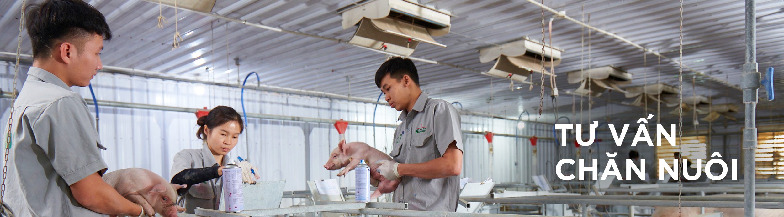 Tư vấn chăn nuôi