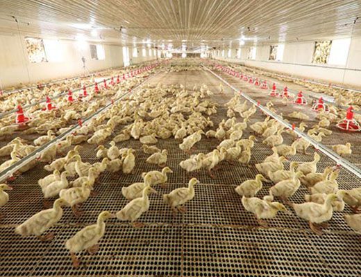 Hệ thống trại chuẩn GREENFEED