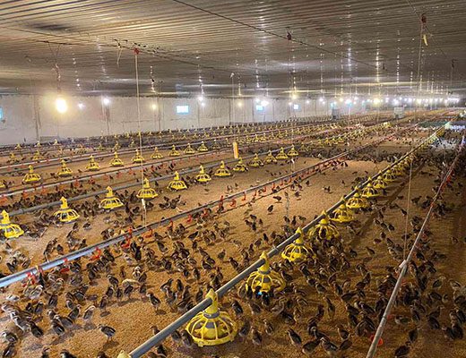 Hệ thống trại chuẩn GREENFEED