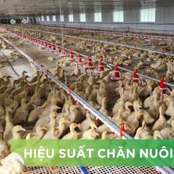 HIỆU SUẤT CHĂN NUÔI TRẠI VỊT THỊT – KHÁCH HÀNG ANH PHÚ