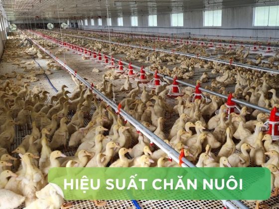 HIỆU SUẤT CHĂN NUÔI TRẠI VỊT THỊT – KHÁCH HÀNG ANH PHÚ