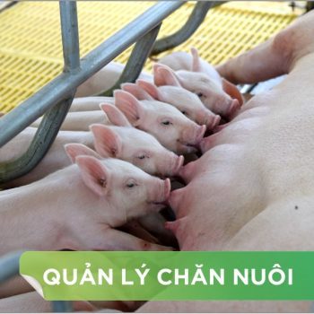 GHÉP ĐÀN, TỐI ƯU QUẢN LÝ HEO CON THEO MẸ VÀ CAI SỮA