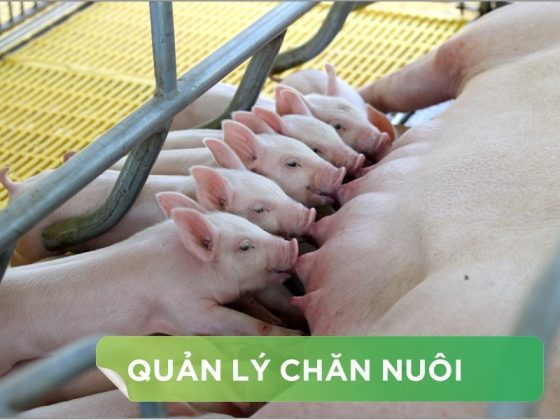 GHÉP ĐÀN, TỐI ƯU QUẢN LÝ HEO CON THEO MẸ VÀ CAI SỮA