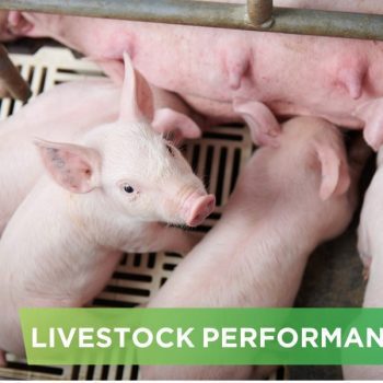 LIVESTOCK PERFORMANCE- MR TRIEN