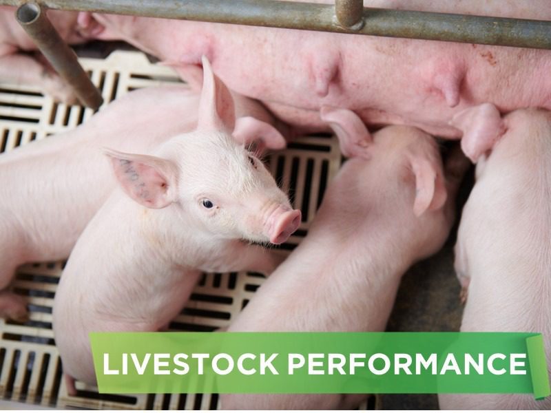 LIVESTOCK PERFORMANCE- MR TRIEN