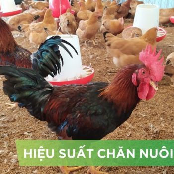 HIỆU SUẤT CHĂN NUÔI TRẠI GÀ THỊT – KHÁCH HÀNG MR.TUYỀN