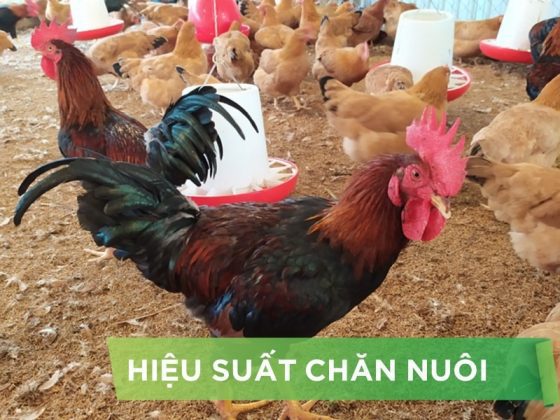 HIỆU SUẤT CHĂN NUÔI TRẠI GÀ THỊT – KHÁCH HÀNG MR.TUYỀN