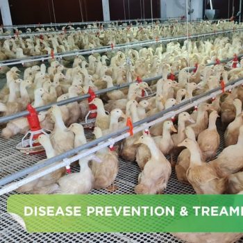 HPAINSYLATE DISEASE IN DUCK AND GOOSE