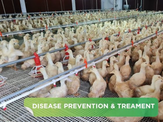 HPAINSYLATE DISEASE IN DUCK AND GOOSE