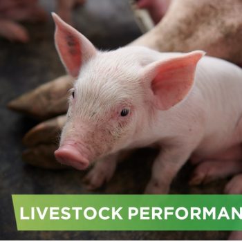 LIVESTOCK PERFORMANCE- NGUYEN VINH HUNG