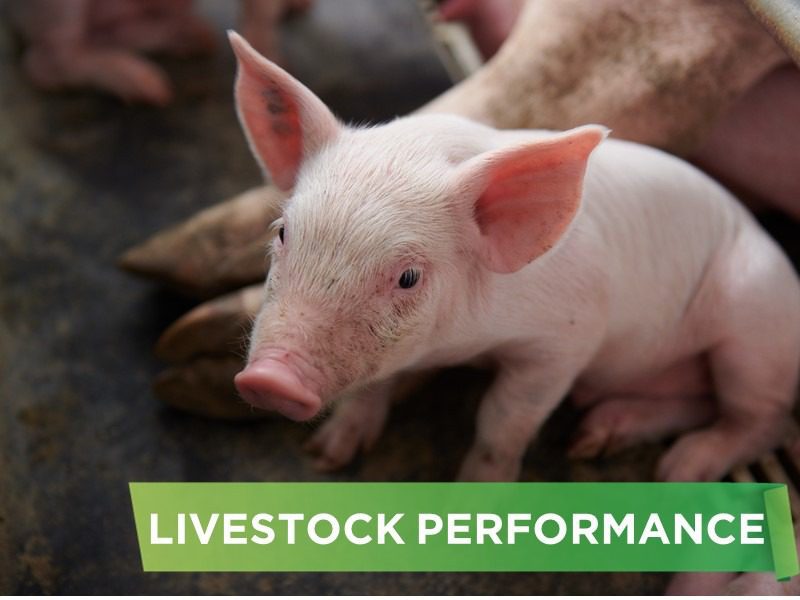 LIVESTOCK PERFORMANCE- NGUYEN VINH HUNG