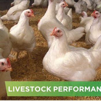 LIVESTOCK PERFORMANCE- DUNG CUC