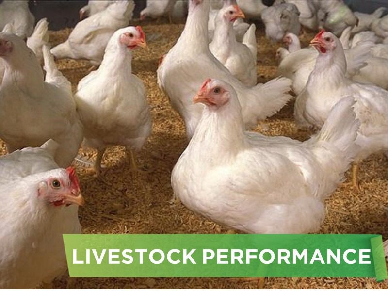 LIVESTOCK PERFORMANCE- DUNG CUC