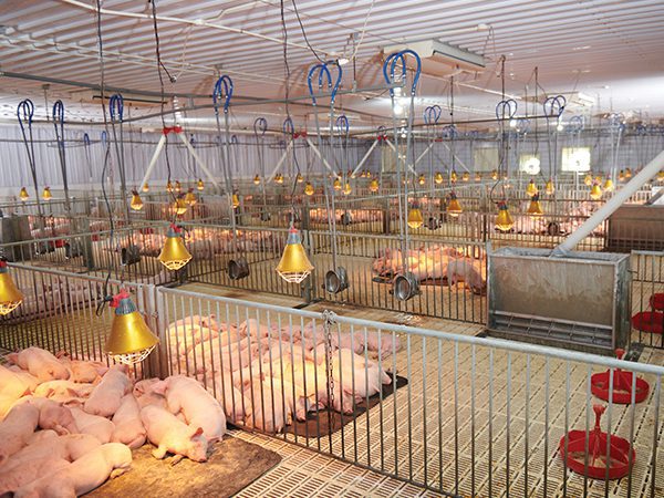 Công nghệ và thiết bị chuồng trại