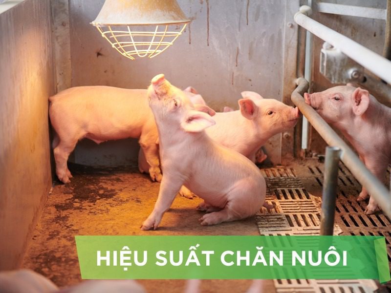 HIỆU SUẤT CHĂN NUÔI TRẠI HEO THỊT – KHÁCH HÀNG VĂN PHÙNG