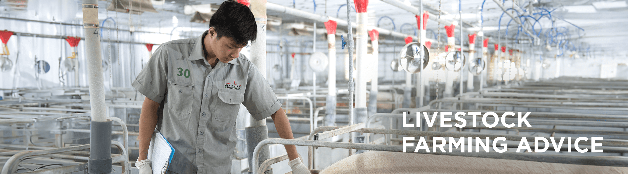 LIVESTOCK FARMING ADVICE