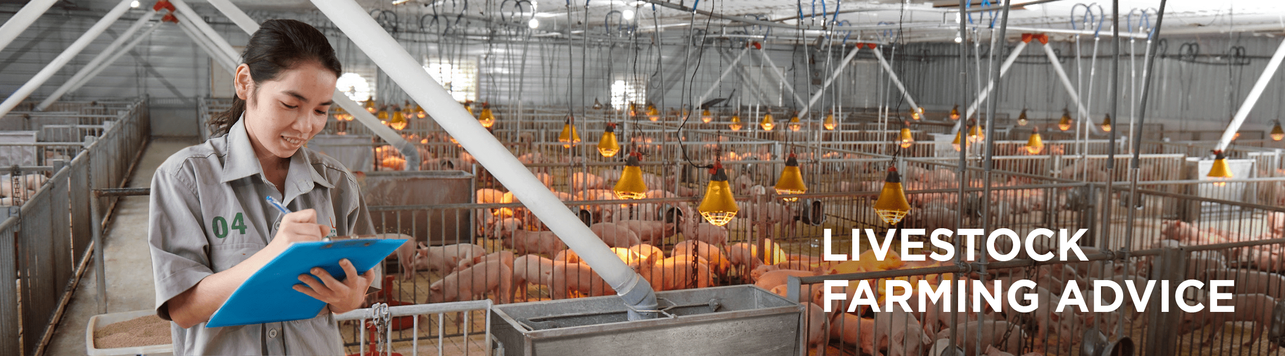 LIVESTOCK FARMING ADVICE