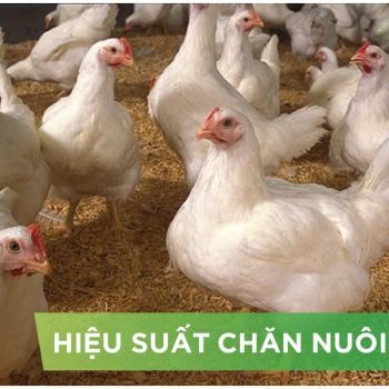 HIỆU SUẤT CHĂN NUÔI TRẠI GÀ- KHÁCH HÀNG DŨNG CÚC
