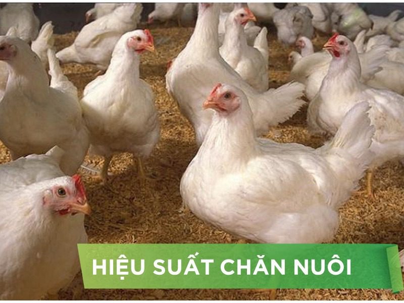 HIỆU SUẤT CHĂN NUÔI TRẠI GÀ- KHÁCH HÀNG DŨNG CÚC