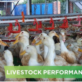 LIVESTOCK PERFORMANCE- NGUYEN DANG HONG QUAN
