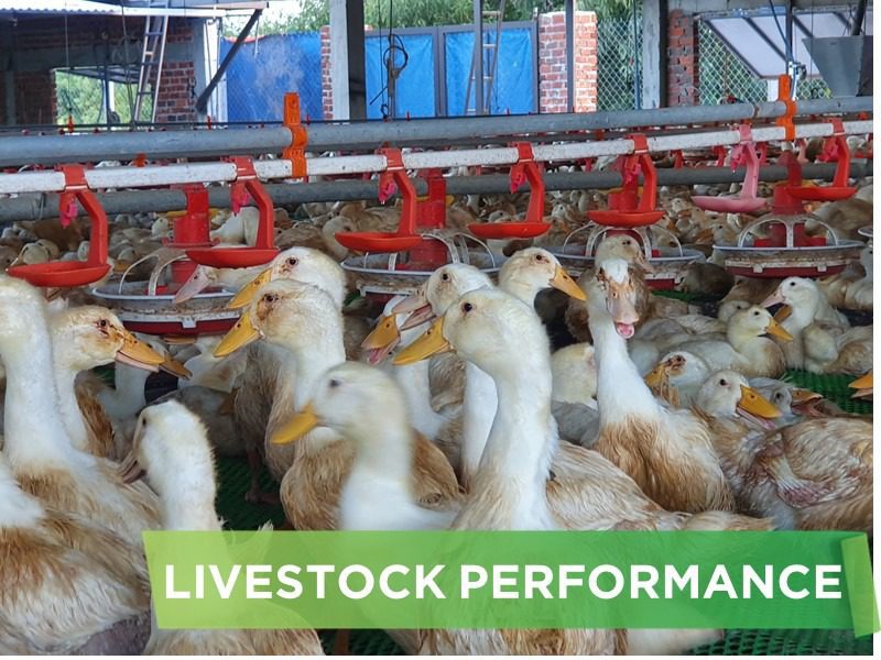 LIVESTOCK PERFORMANCE- NGUYEN DANG HONG QUAN