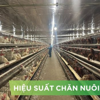 HIỆU SUẤT CHĂN NUÔI TRẠI GÀ- KHÁCH HÀNG ANH ĐOÀN CÔNG HIẾU 01