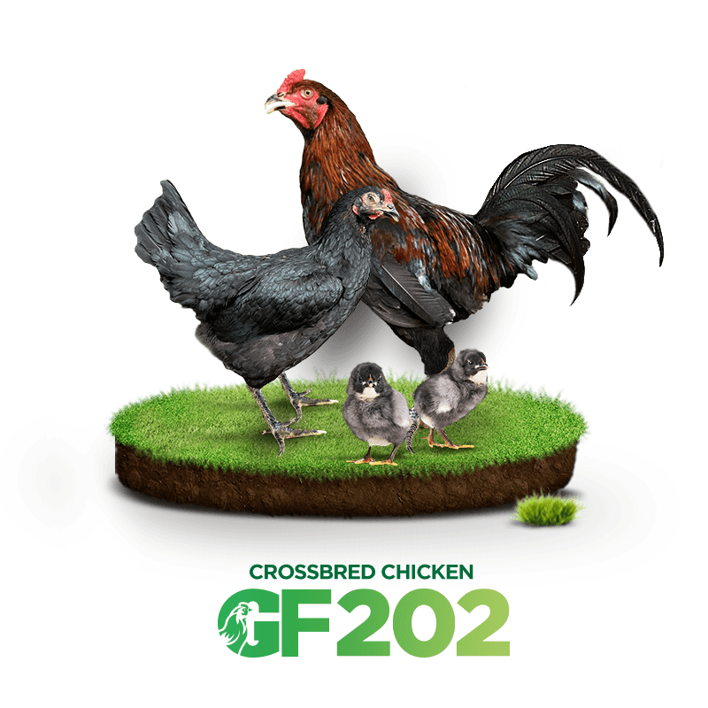CROSSBRED CHICKEN GF202
