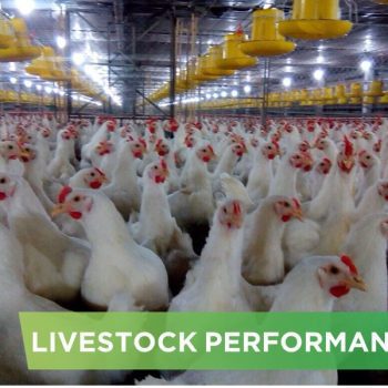 LIVESTOCK PERFORMANCE- LE THI THU 02