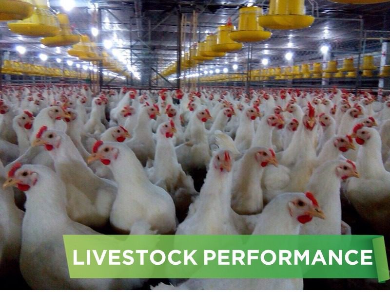 LIVESTOCK PERFORMANCE- LE THI THU 02