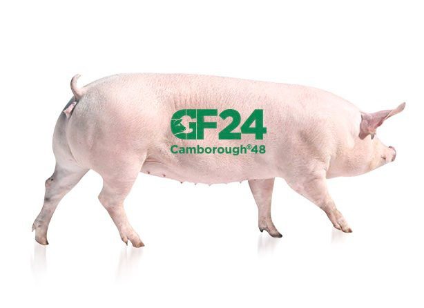 Heo giống cai sữa