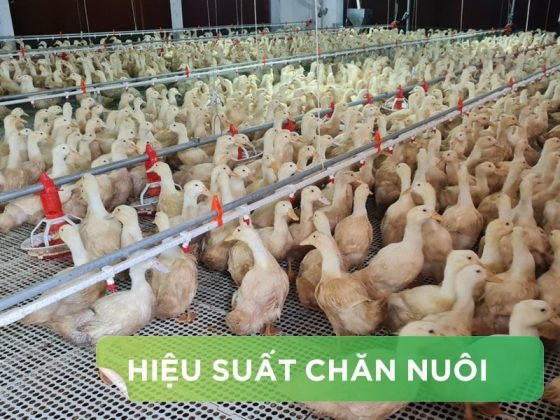 HIỆU SUẤT CHĂN NUÔI TRẠI VỊT THỊT – KHÁCH HÀNG NGUYỄN ĐỨC NGÀ