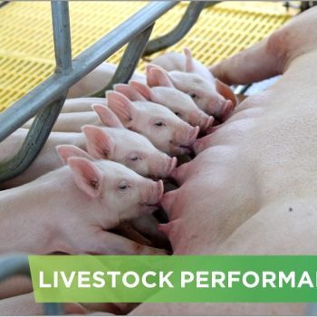 LIVESTOCK PERFORMANCE- VAN PHUNG